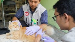 Lampung Selatan Perluas Vaksinasi Rabies, 23 Kucing Sudah Divaksin di Kalianda