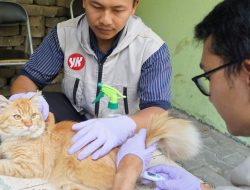 Lampung Selatan Perluas Vaksinasi Rabies, 23 Kucing Sudah Divaksin di Kalianda